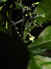 Notopleura microbracteata