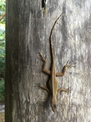 Anolis oculatus