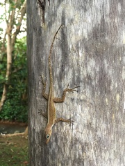 Anolis oculatus