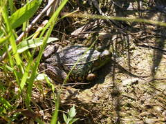Lithobates clamitans