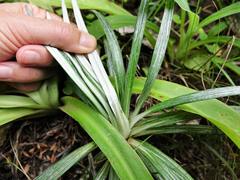 Celmisia major major