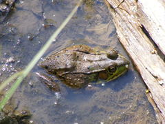 Lithobates clamitans