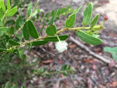 Acacia hispidula