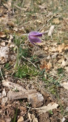 Pulsatilla rubra