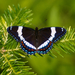 Limenitis - Photo (c) David Marvin, some rights reserved (CC BY-NC-ND)