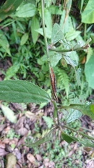 Helicorthomorpha