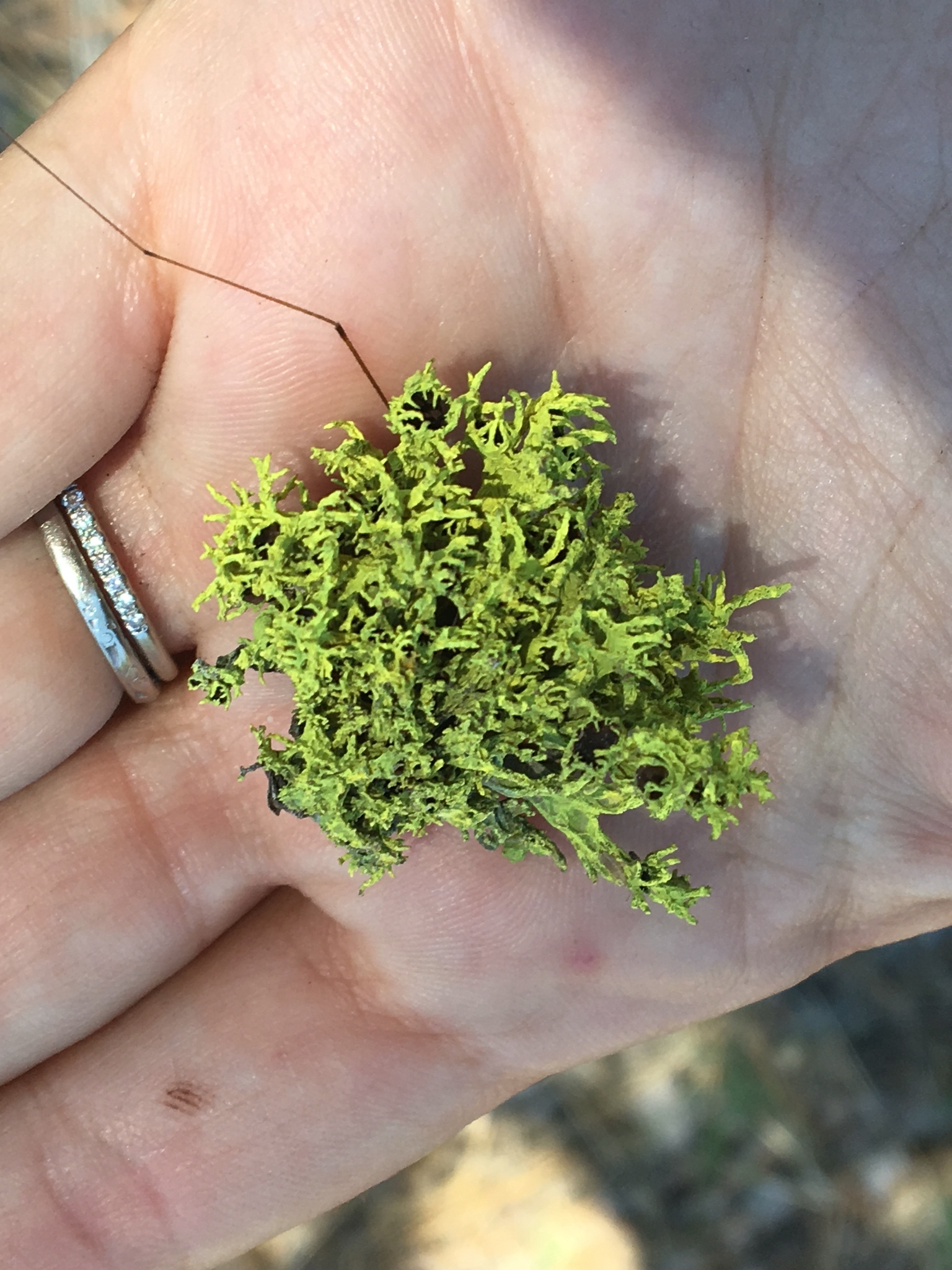 Parmeliaceae image