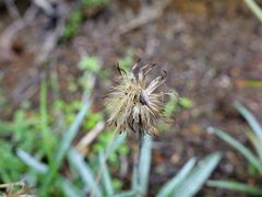 Celmisia major major