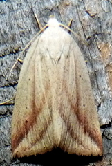 Amolita obliqua