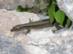 Armenian Lizard photo 2