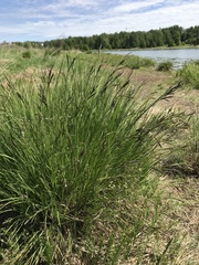 Carex nigra juncea