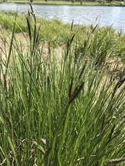 Carex nigra juncea