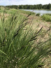 Carex nigra juncea