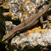 Rostombekov's Lizard - Photo (c) Roberto Sindaco, some rights reserved (CC BY-NC-SA), uploaded by Roberto Sindaco