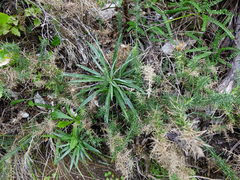 Celmisia major major