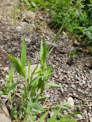 Dichanthelium lanuginosum