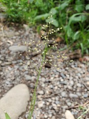 Dichanthelium lanuginosum