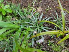 Celmisia major major