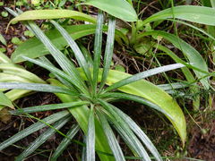 Celmisia major major