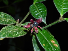 Palicourea viridibractea