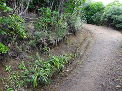 Celmisia major major