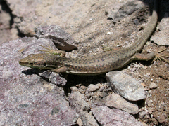 Rostombekow's Lizard photo 2