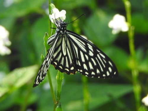 Photo of Common Mime Swallowtail (Papilio clytia)