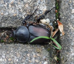 Dicronocephalus adamsi