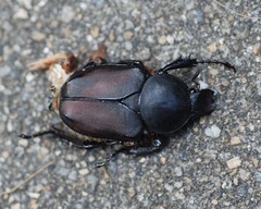 Dicronocephalus adamsi