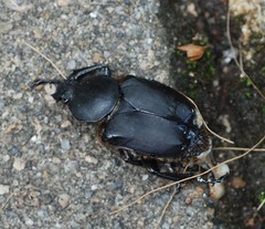 Dicronocephalus adamsi