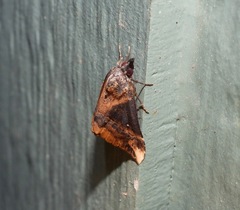 Dichromia quinqualis