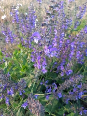 Salvia pratensis