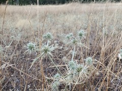 Eryngium castrense