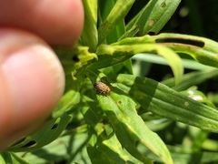 Ophraella communa