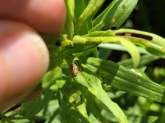 Ophraella communa