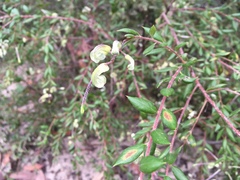 Grevillea mucronulata