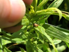 Ophraella communa