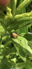 Ophraella communa