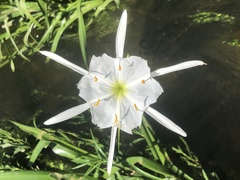 Hymenocallis coronaria