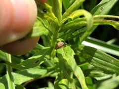 Ophraella communa