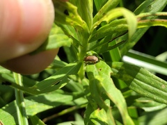 Ophraella communa
