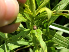 Ophraella communa