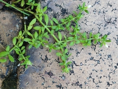 Dentella repens