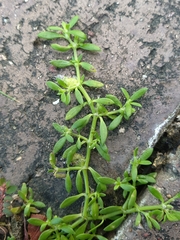 Dentella repens