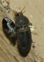 Agrypnus rectangularis