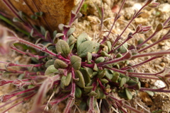 Chaenorhinum serpyllifolium