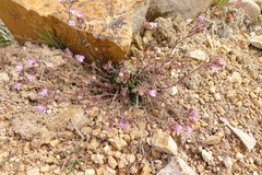 Chaenorhinum serpyllifolium