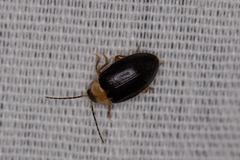 Sacodes pulchella