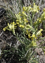 Erysimum asperum