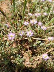 Spergularia bocconei